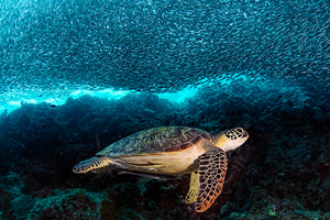 canvas-print-turtle-and-sardines-x