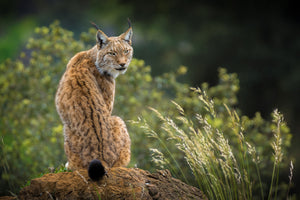 canvas-print-wild-look-x