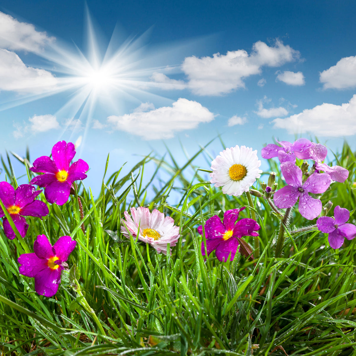 4-piece-aluminium-print-flowering-meadow