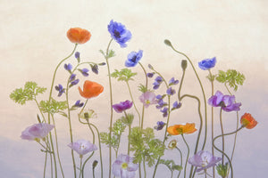 poster-print-poppy-a-anemone-x
