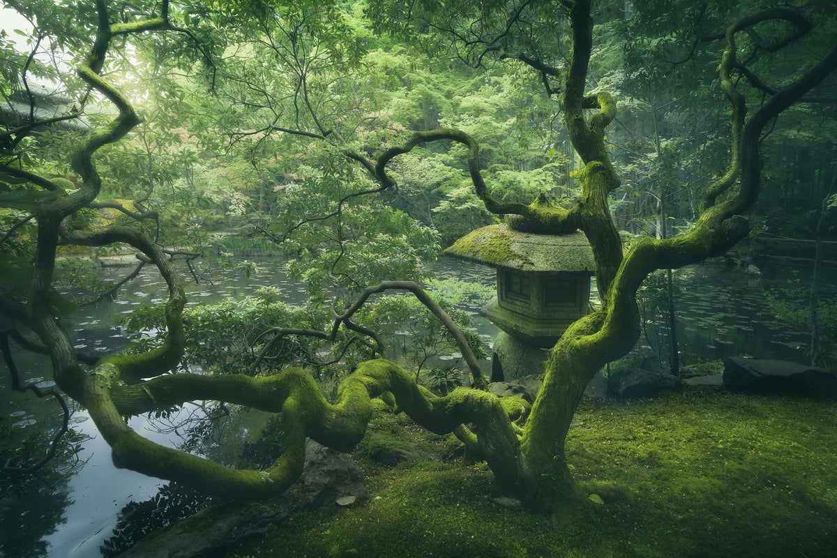 canvas-print-japanese-tree-x