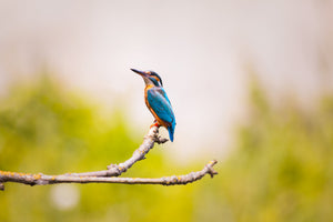 poster-print-the-kingfisher