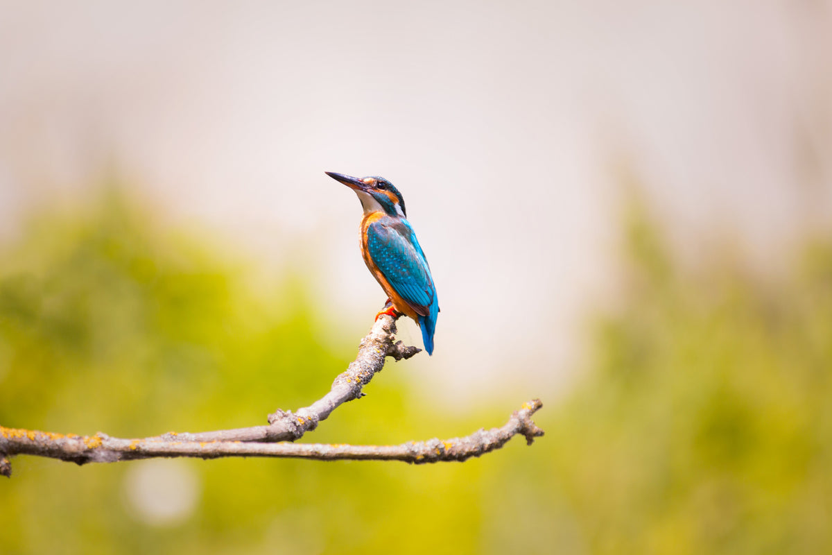 poster-print-the-kingfisher