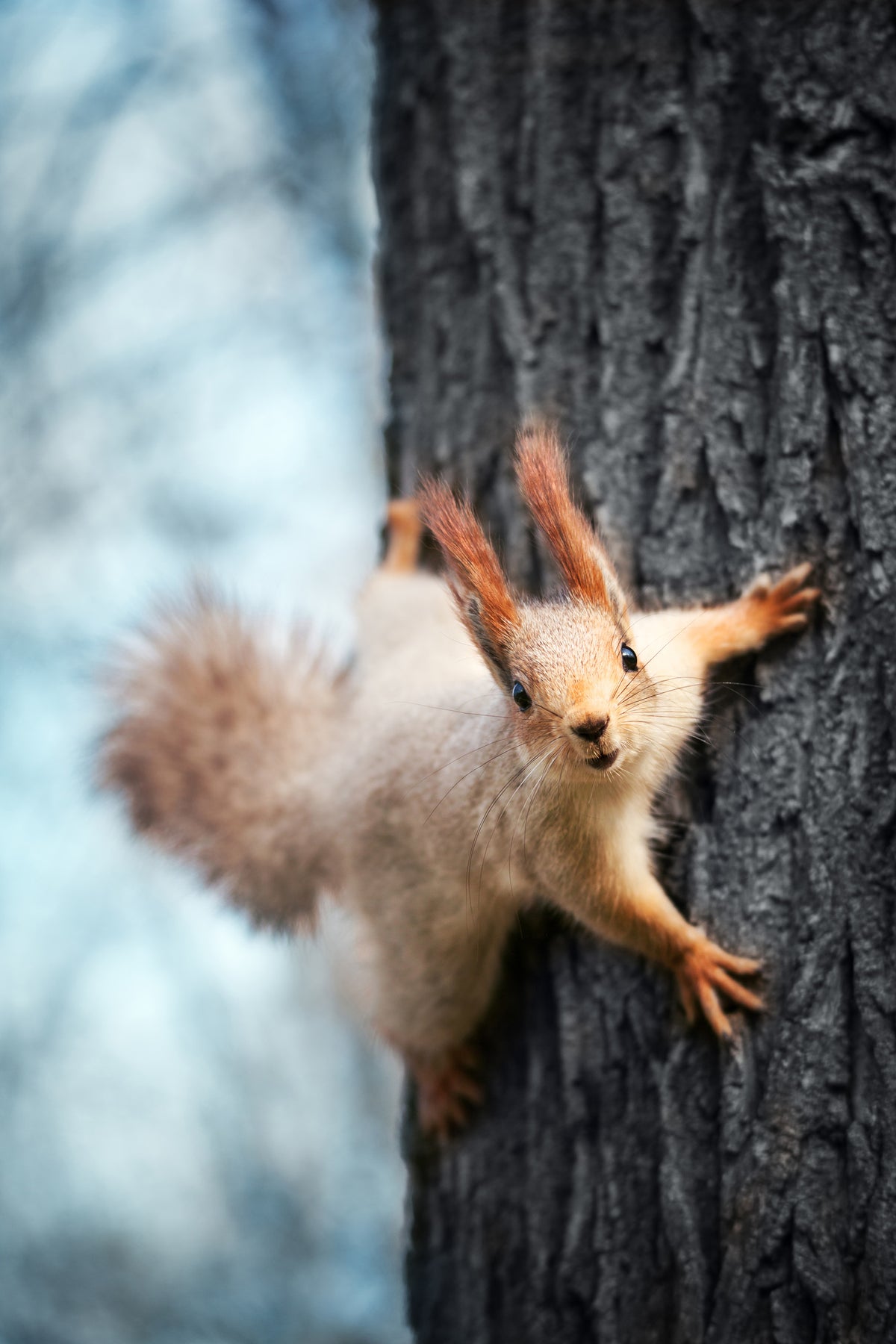 aluminium-print-the-squirrel