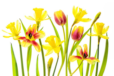 poster-print-vibrant-spring-x