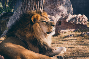 3-piece-aluminium-print-lion-is-sunning-himself