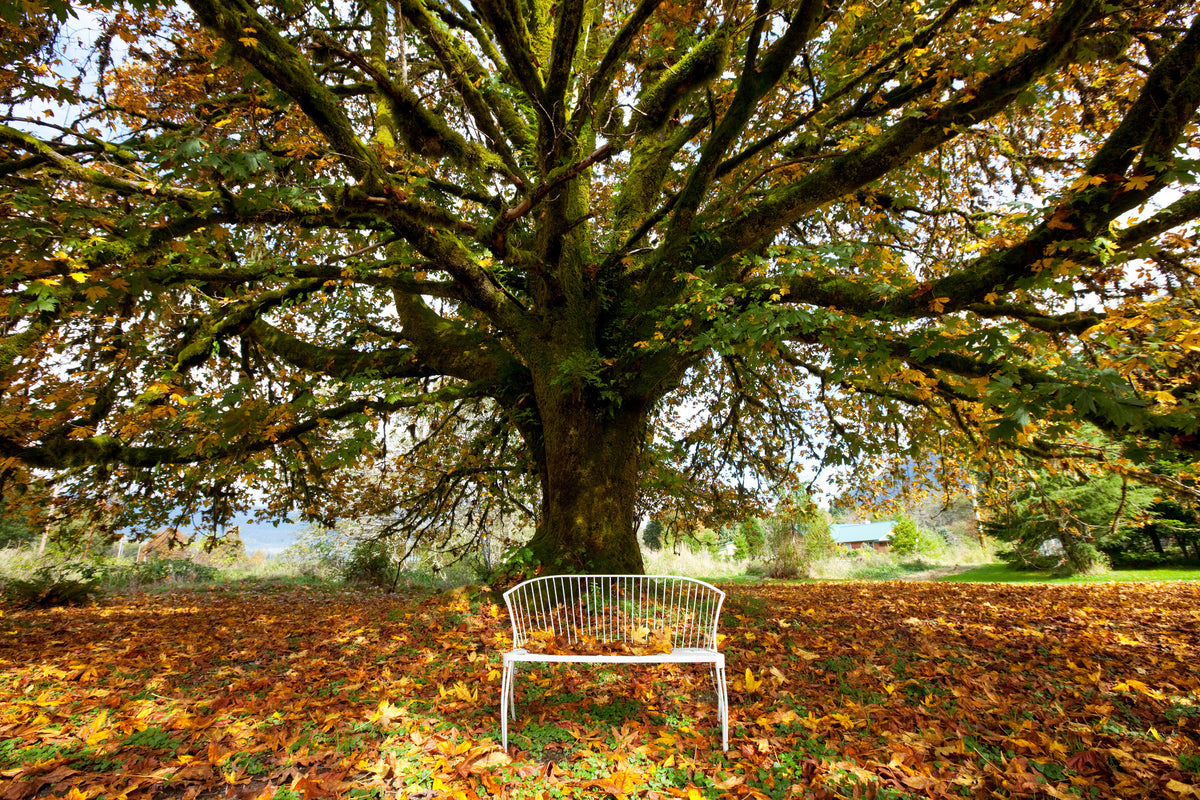 acrylic-print-my-favorite-tree