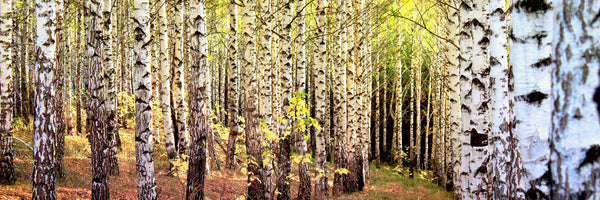 panoramic-3-piece-acrylic-print-the-path-between-birches-panorama
