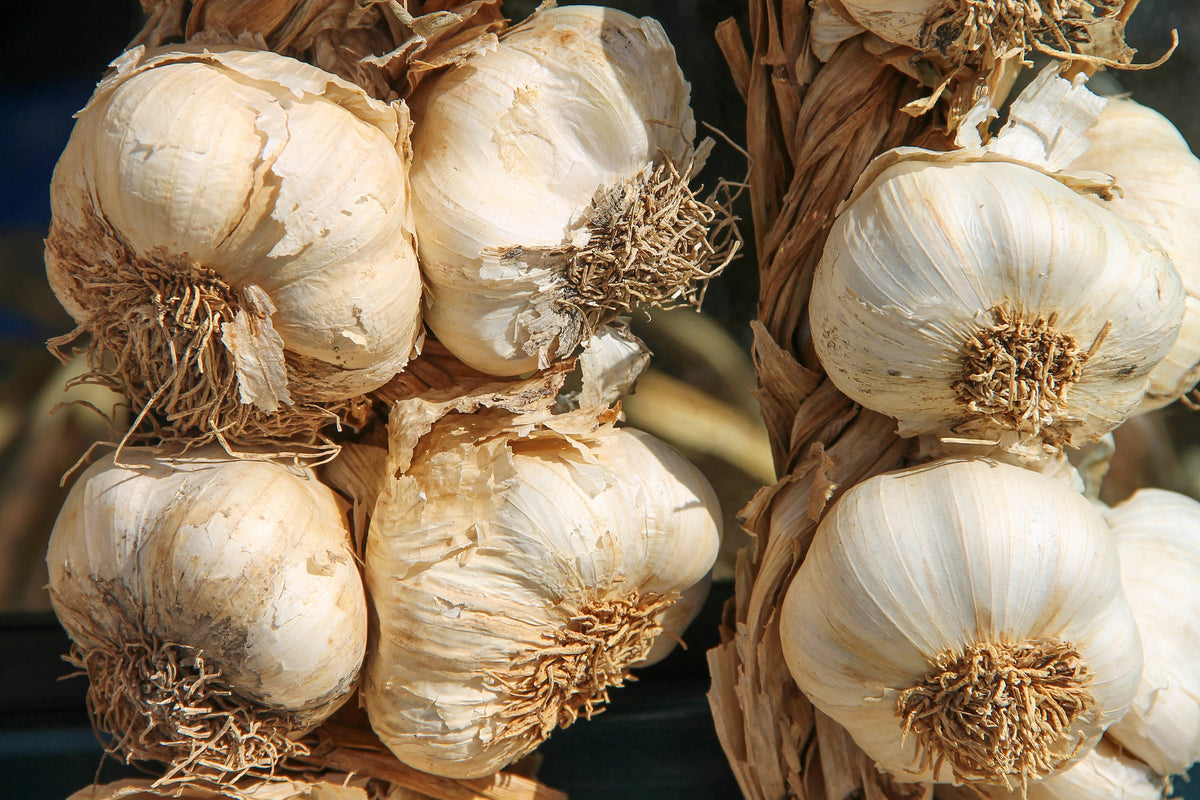 canvas-print-the-garlic-xl