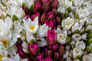 framedcanvas-print-a-bouquet-of-water-lilies