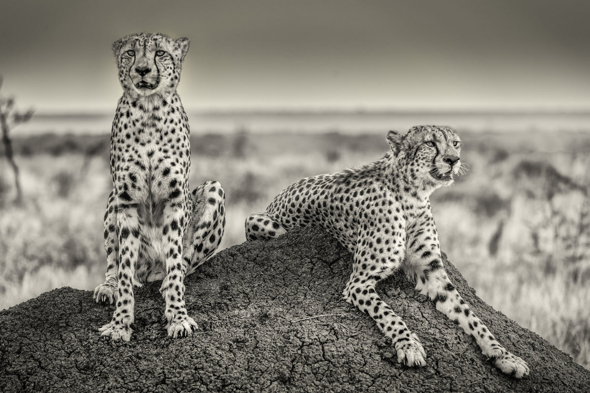 3-piece-aluminium-print-two-cheetahs-watching-out