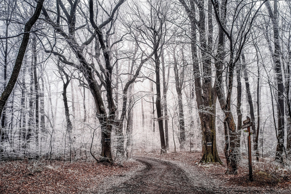 framedcanvas-print-wintry-forest
