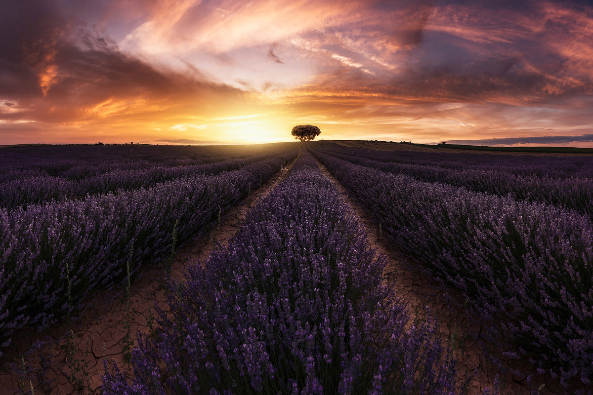 3-piece-canvas-print-lavender-sunset