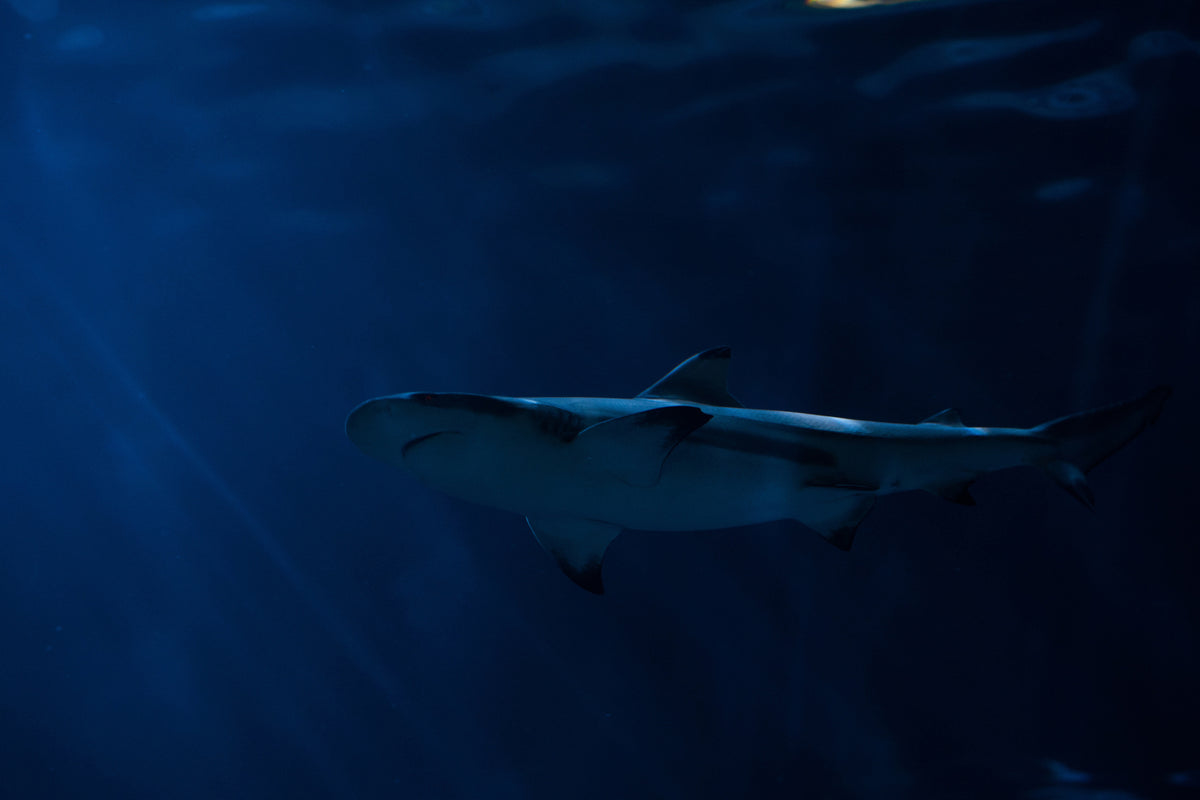 3-piece-acrylic-print-dangerous-shark