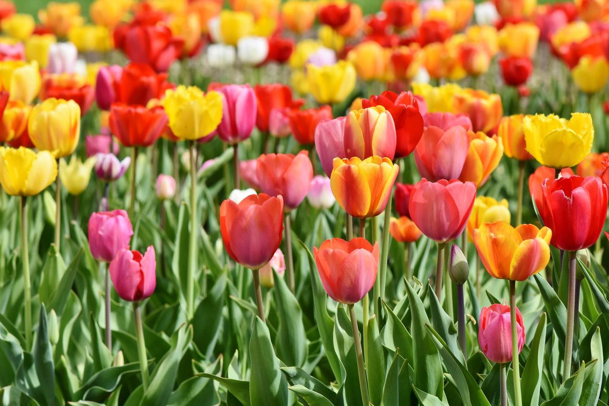 modern-3-piece-canvas-print-a-colorful-tulip-field