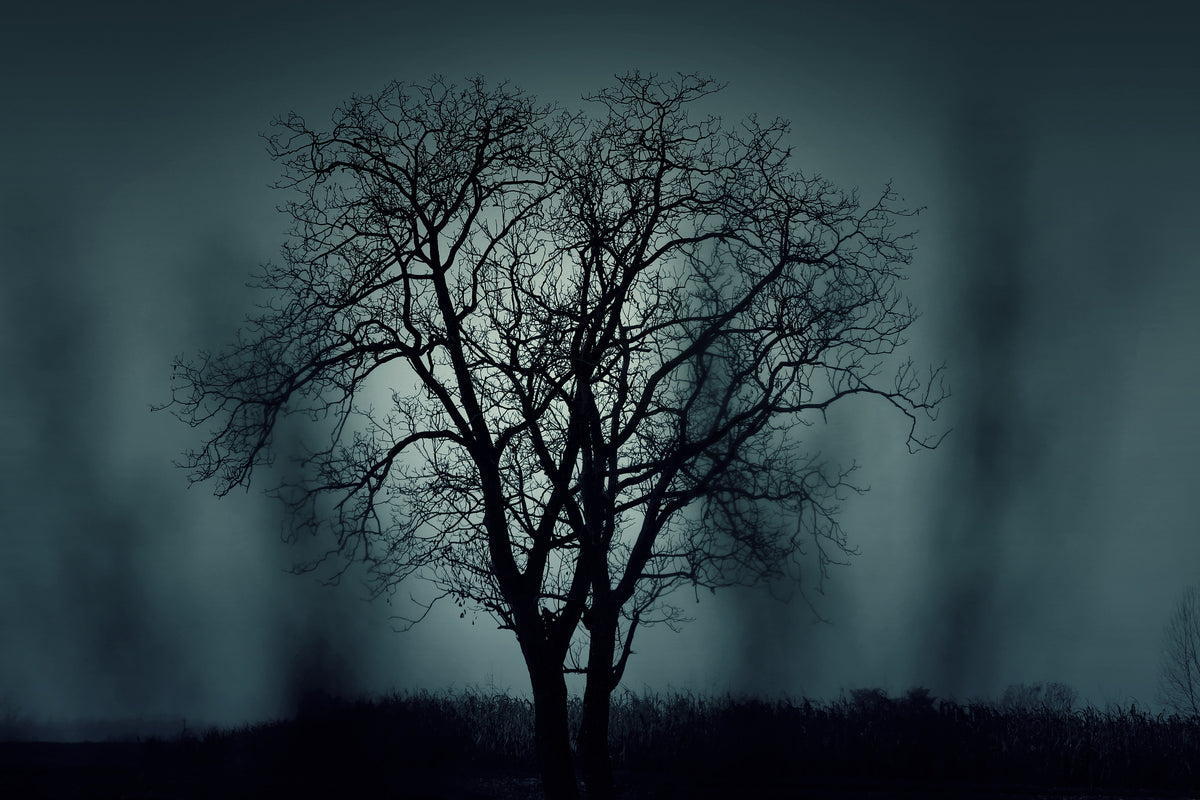 canvas-print-the-tree-in-darkness