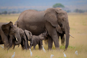 framedposter-print-big-family-x