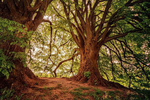 poster-print-in-the-dense-forest