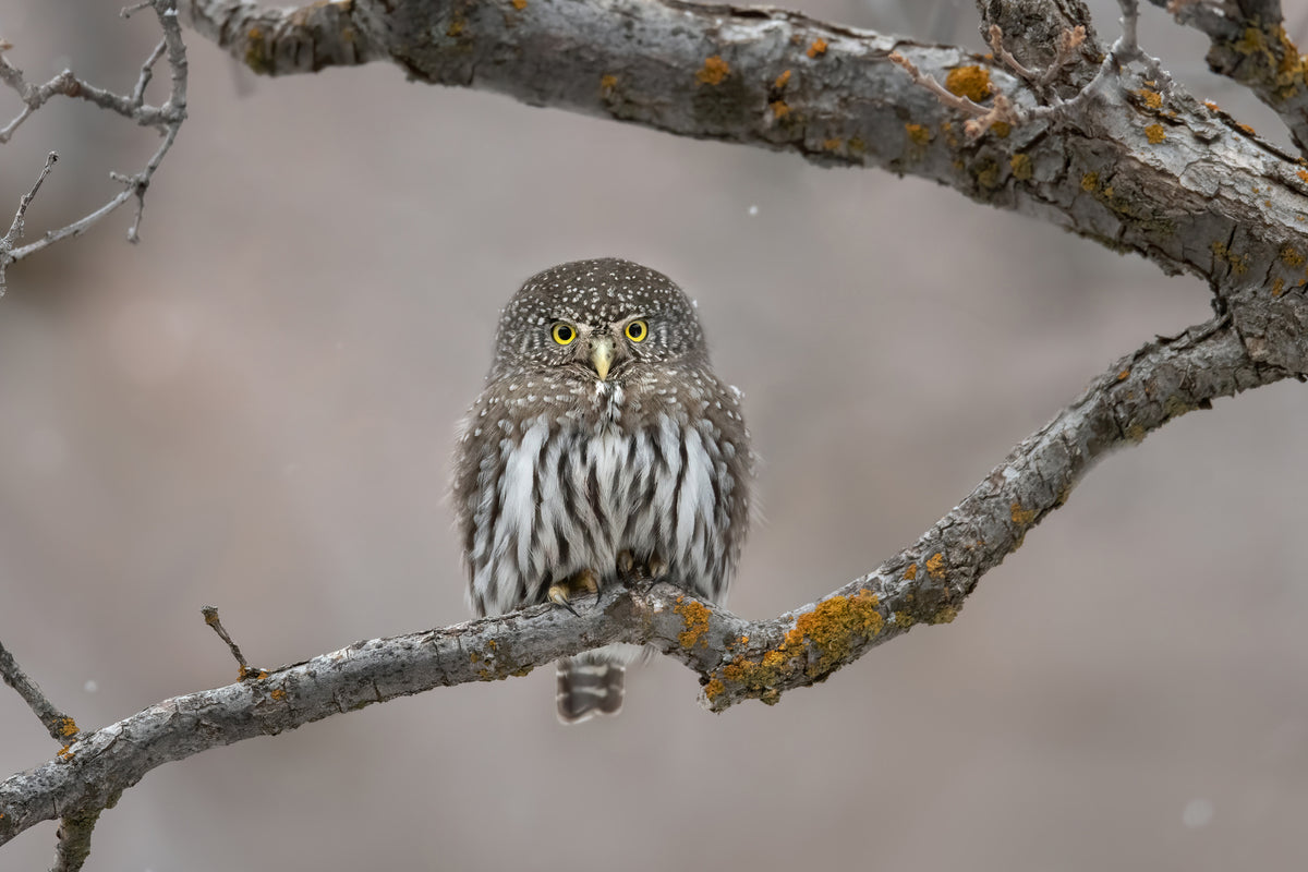aluminium-print-little-guy-in-the-snow-x