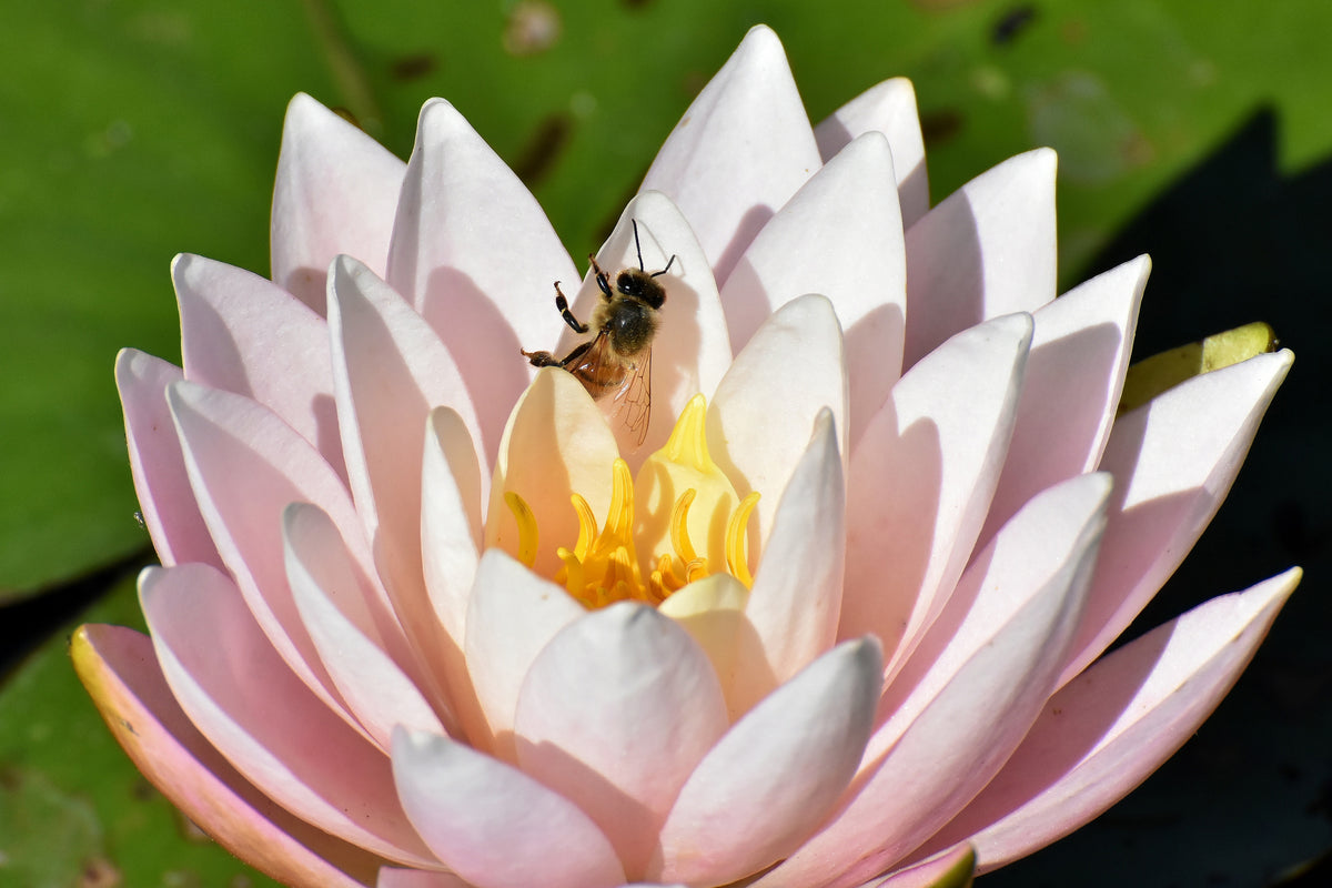 framedposter-print-the-bee-on-the-water-lily