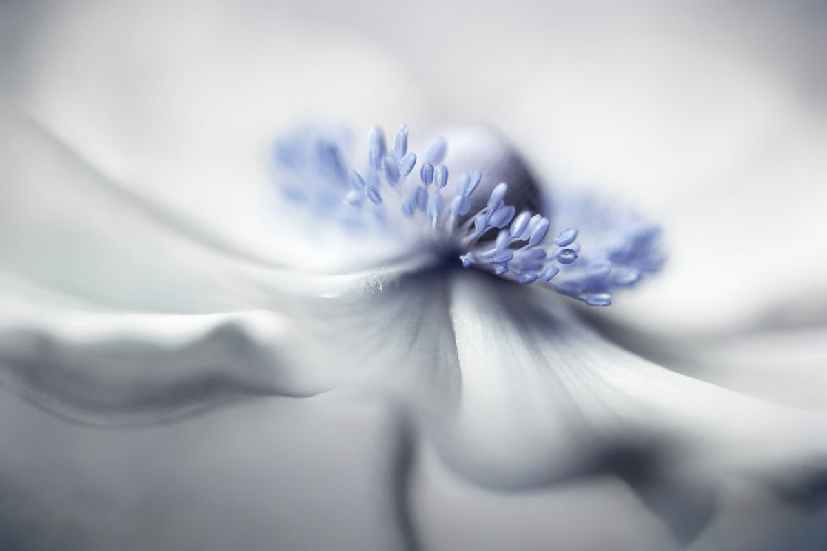 3-piece-aluminium-print-anemone-spirit