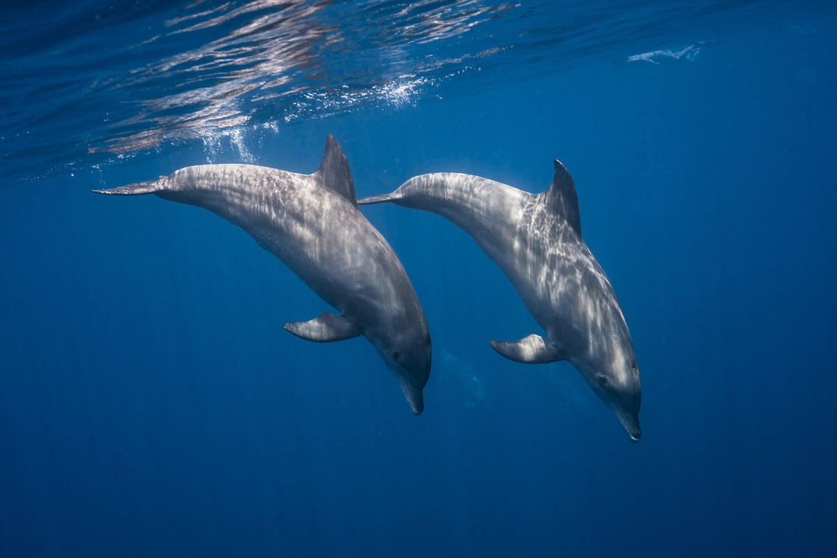 poster-print-two-bottlenose-dolphins