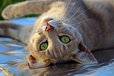 poster-print-green-eye