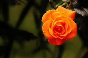 3-piece-acrylic-print-the-blossom-of-the-rose