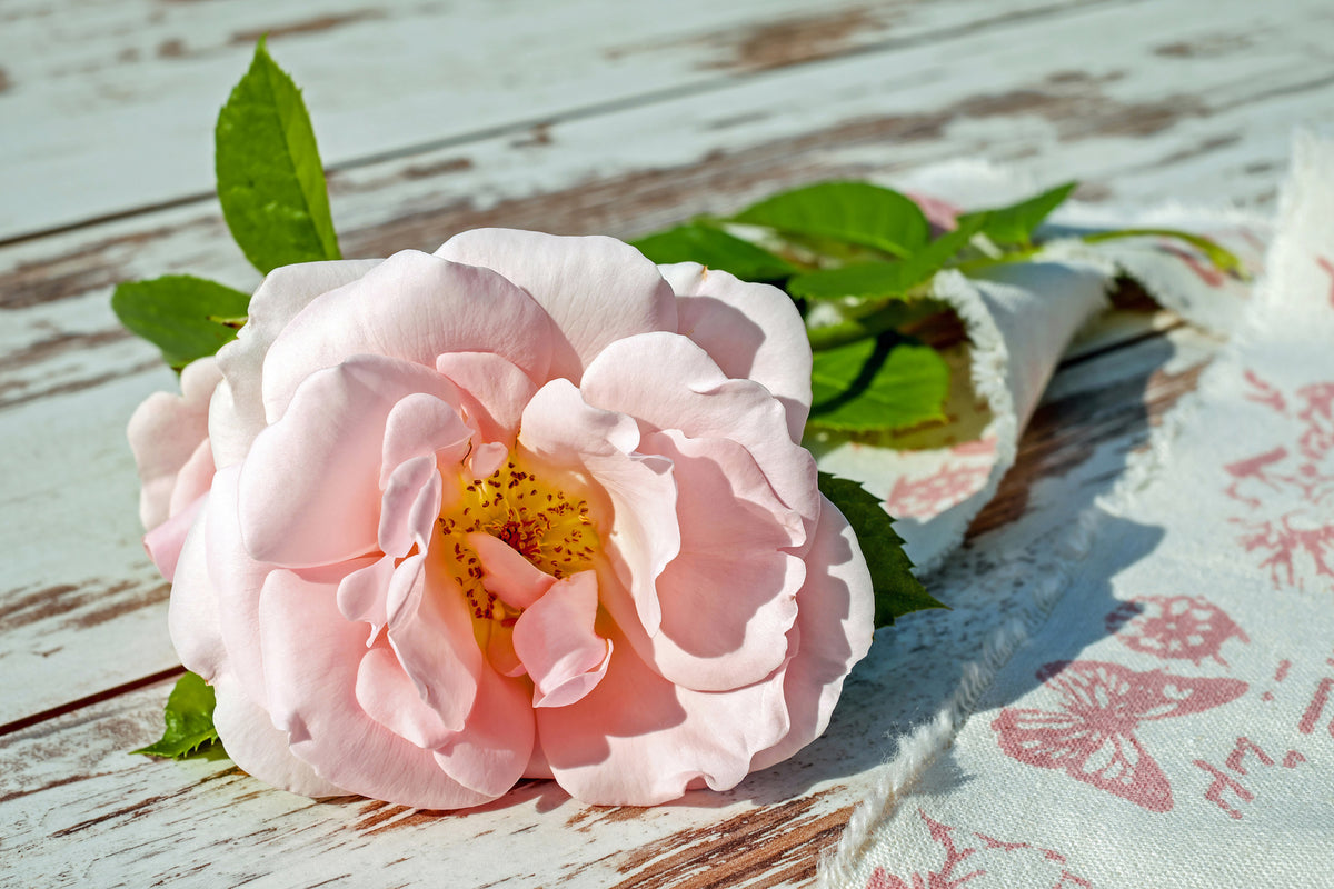 canvas-print-wild-rose-in-pink