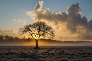 3-piece-canvas-print-a-lonely-tree