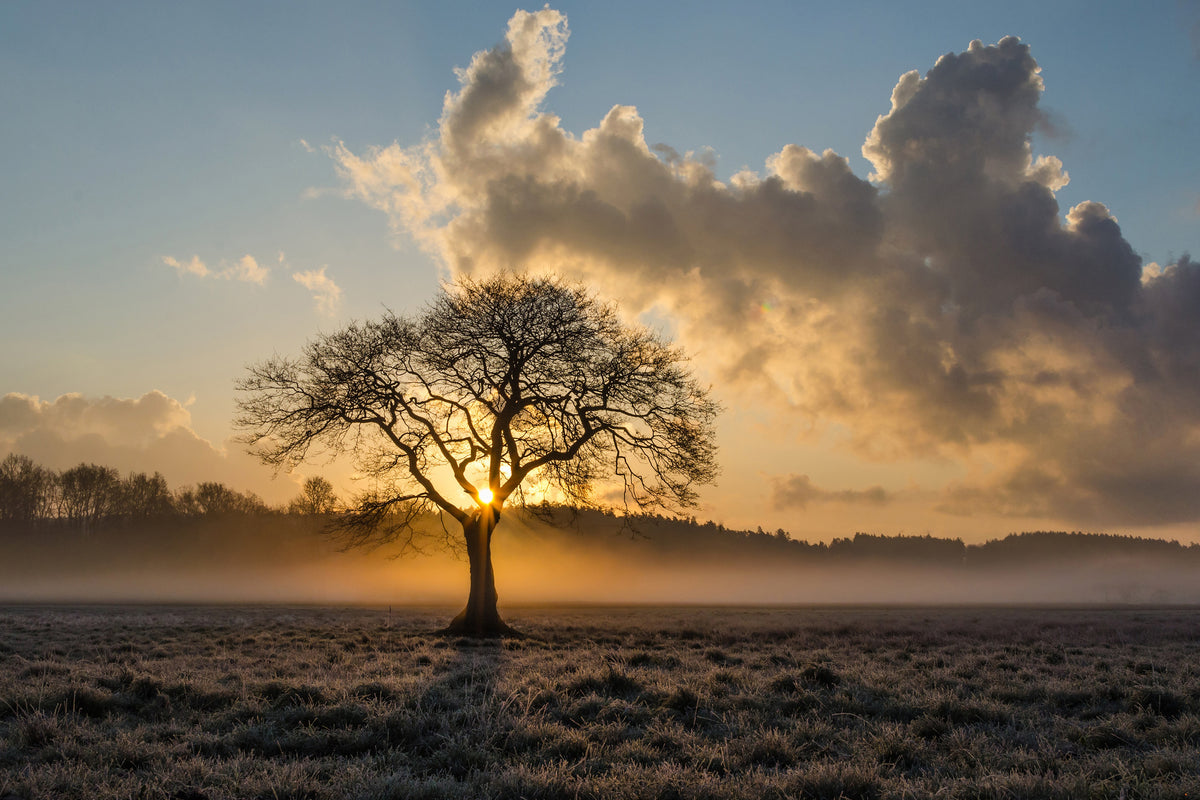 3-piece-canvas-print-a-lonely-tree