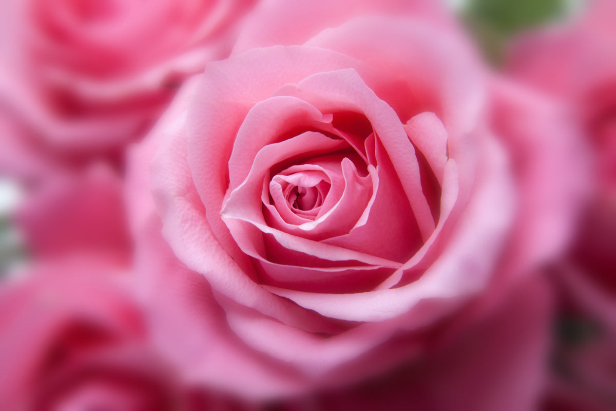 acrylic-print-roses-macro