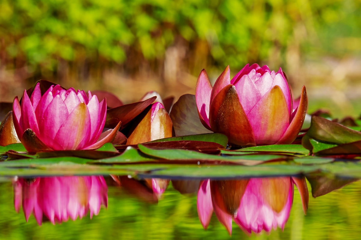 3-piece-canvas-print-red-water-lily-trio