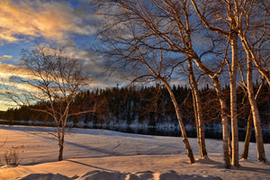 modern-3-piece-aluminium-print-birches-in-the-winter