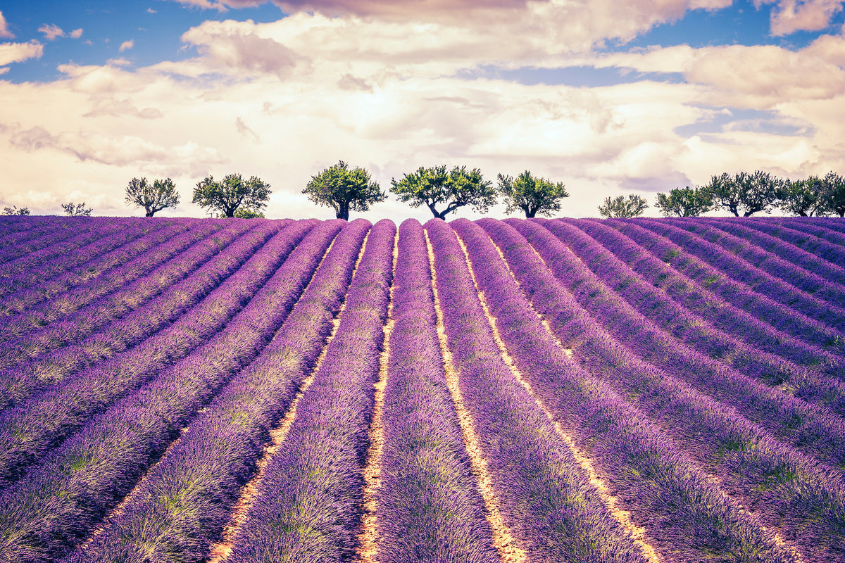modern-3-piece-acrylic-print-the-lavender-field-ii