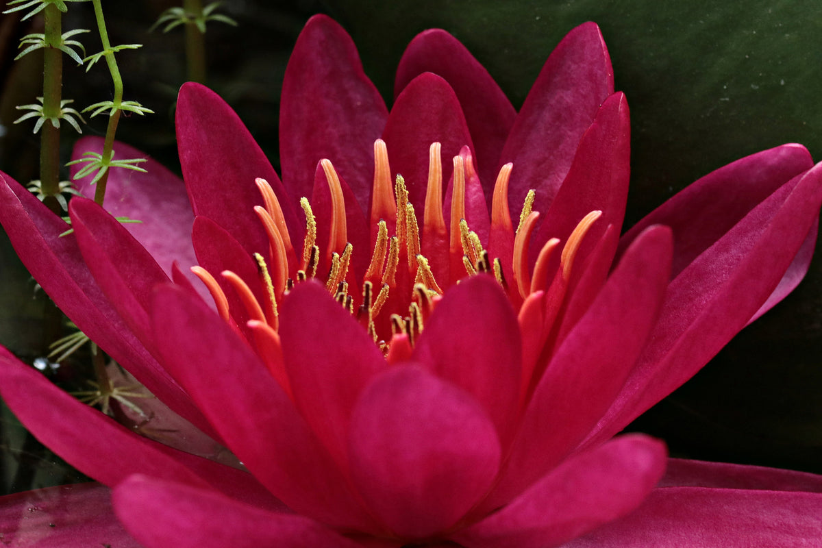 framedcanvas-print-wonderful-water-lily
