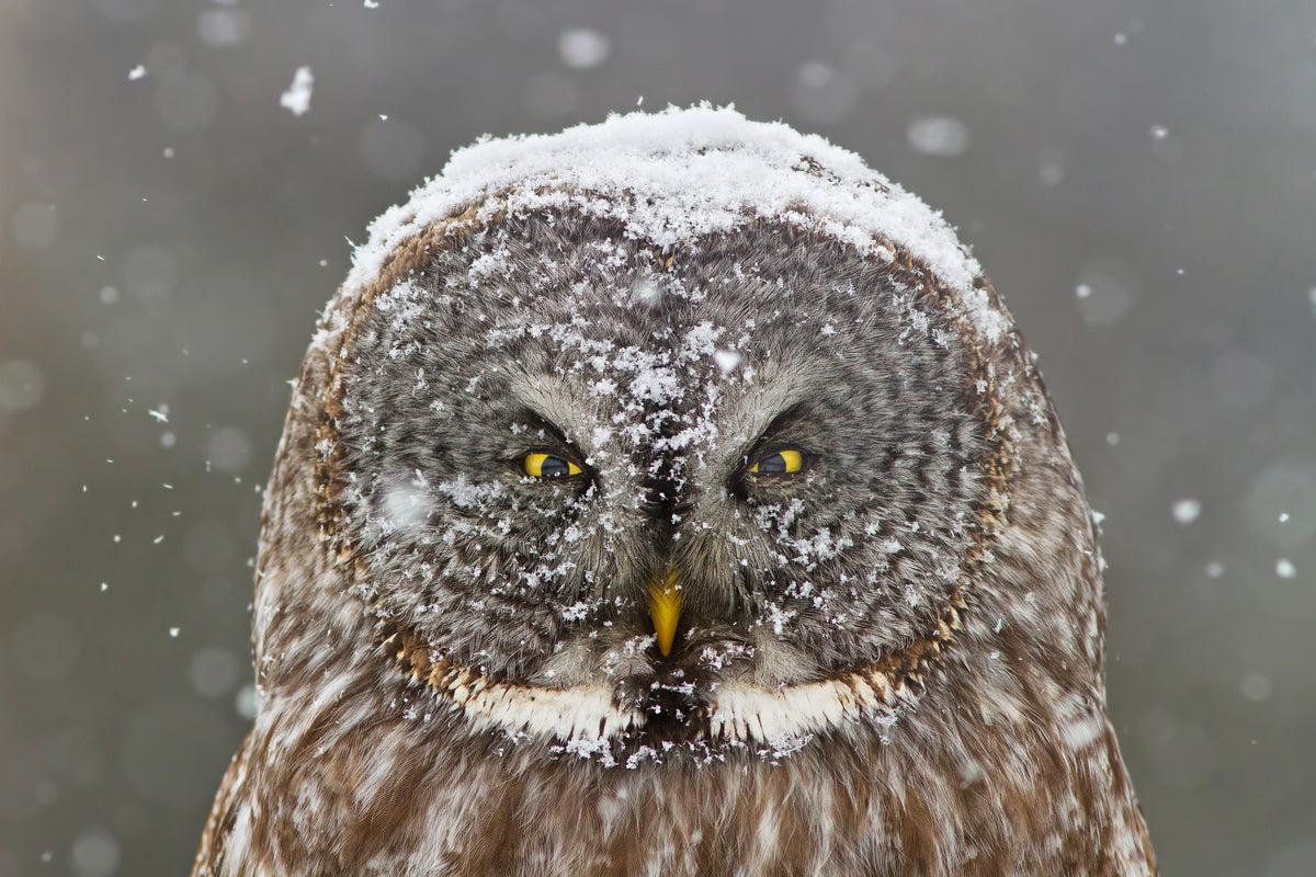 3-piece-acrylic-print-great-grey-owl-winter-portrait