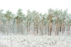 framedposter-print-snow-world