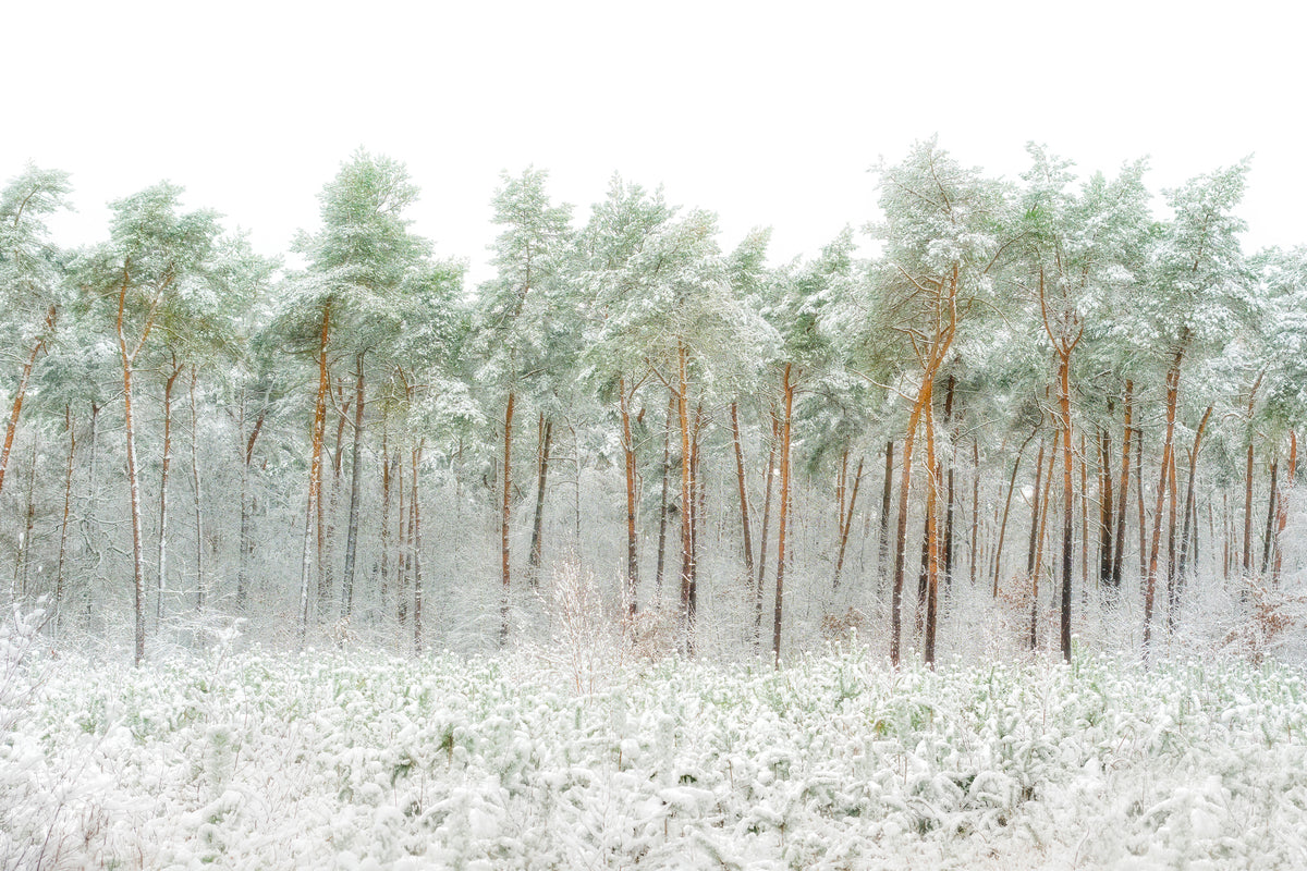 framedposter-print-snow-world