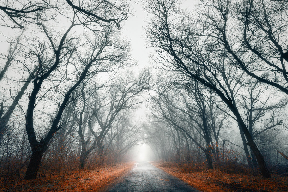 modern-3-piece-acrylic-print-mysterious-mood-in-the-forest