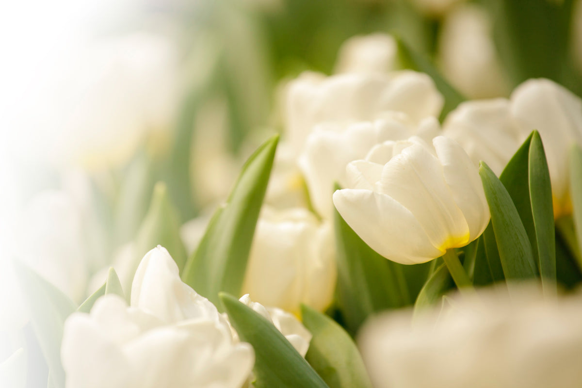 acrylic-print-tulips-perspective