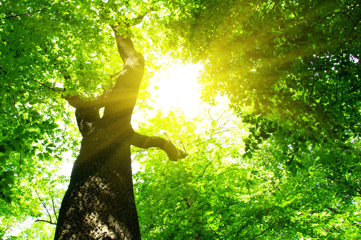 3-piece-canvas-print-tree