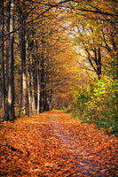 acrylic-print-deciduous-forest-in-autumn-light