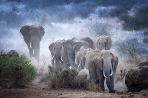 framedcanvas-print-elephants-of-amboseli-x
