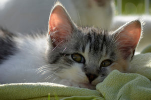 3-piece-acrylic-print-in-love-with-kitten