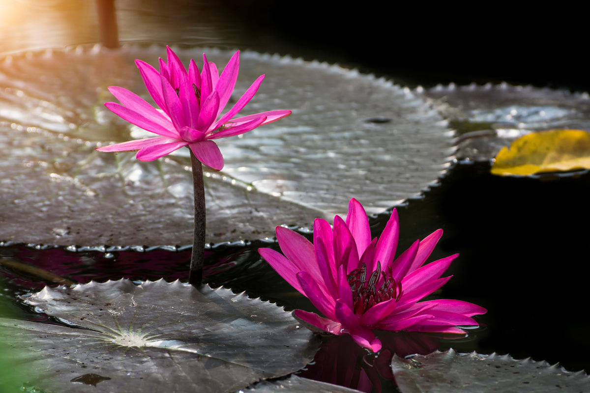modern-3-piece-canvas-print-water-lily-in-the-morning-dew