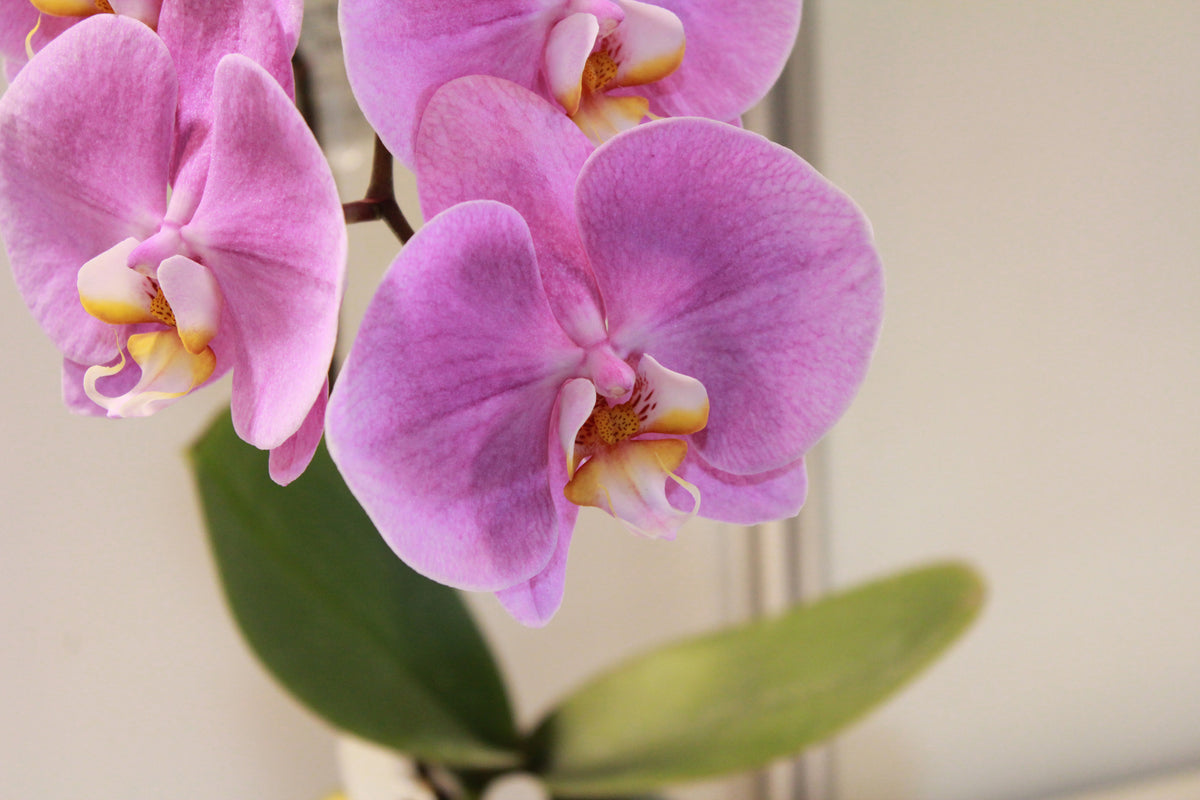 3-piece-aluminium-print-orchids-with-purple-flowers-in-xl