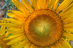 aluminium-print-inflorescence-of-a-sunflower