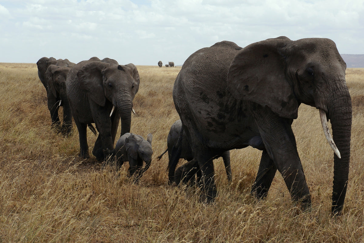 framedcanvas-print-elephant-family