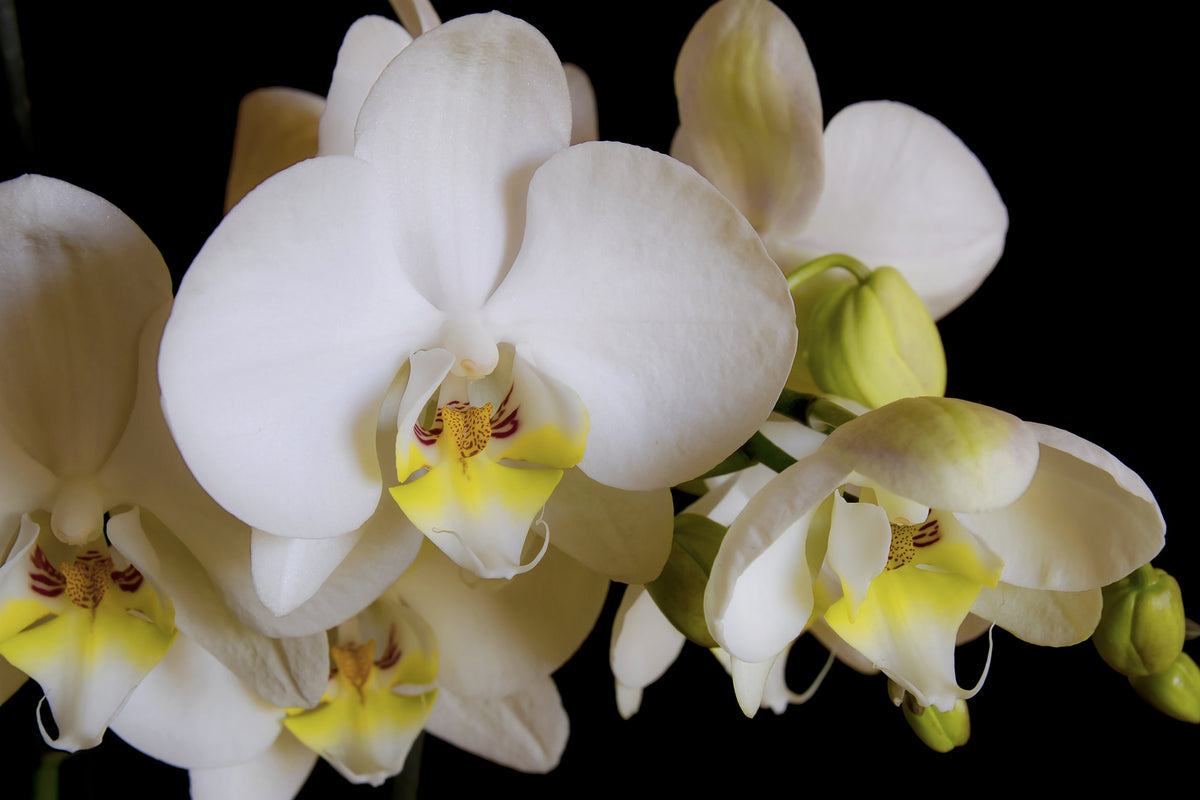 3-piece-aluminium-print-white-orchids-in-bloom